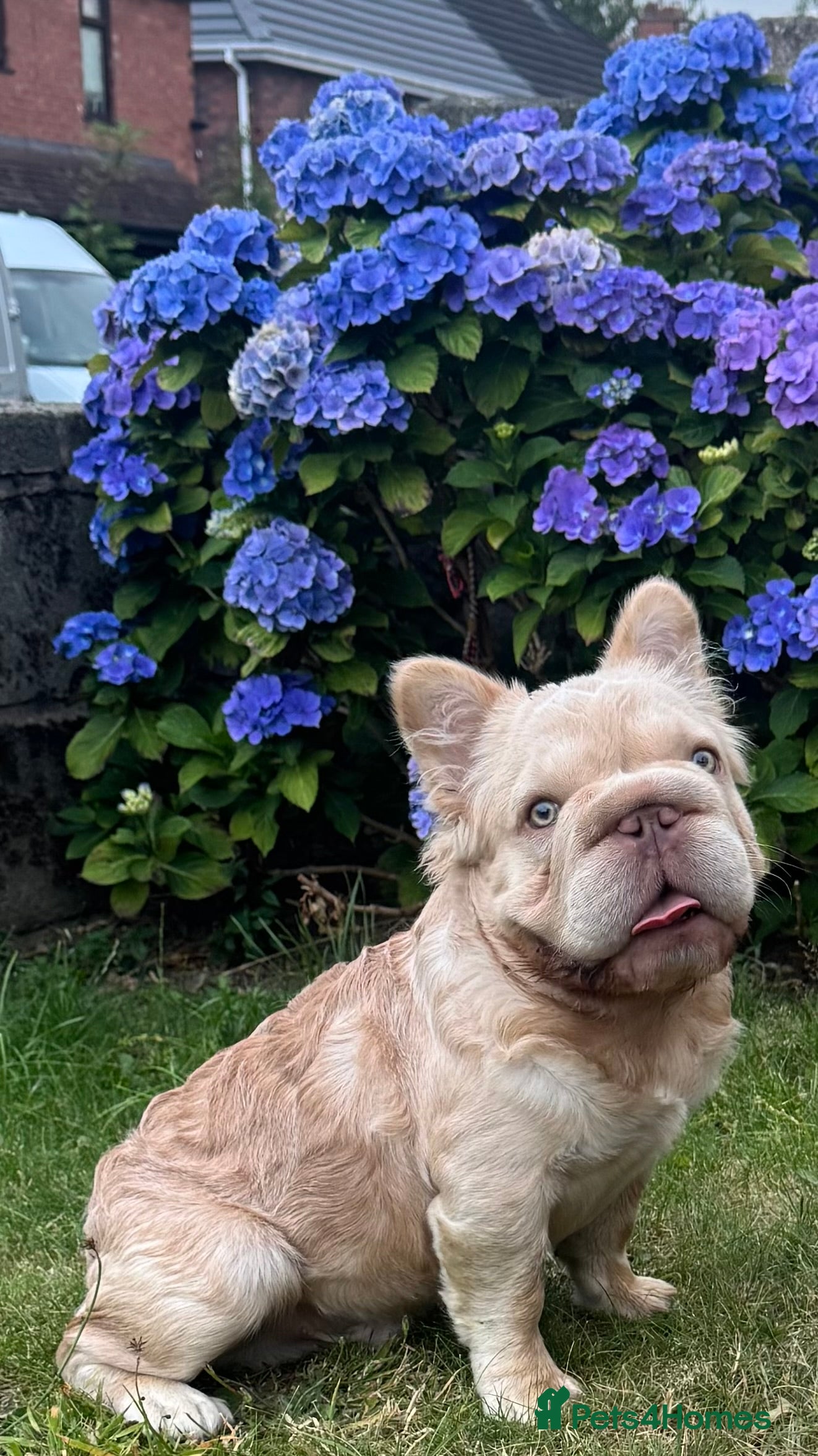 French Bulldog dogs Buch 🔥Exotic French Bulldog Stud - Advert 14