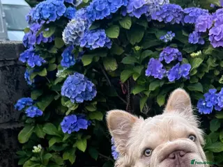 French Bulldog dogs Buch 🔥Exotic French Bulldog Stud - Advert 14