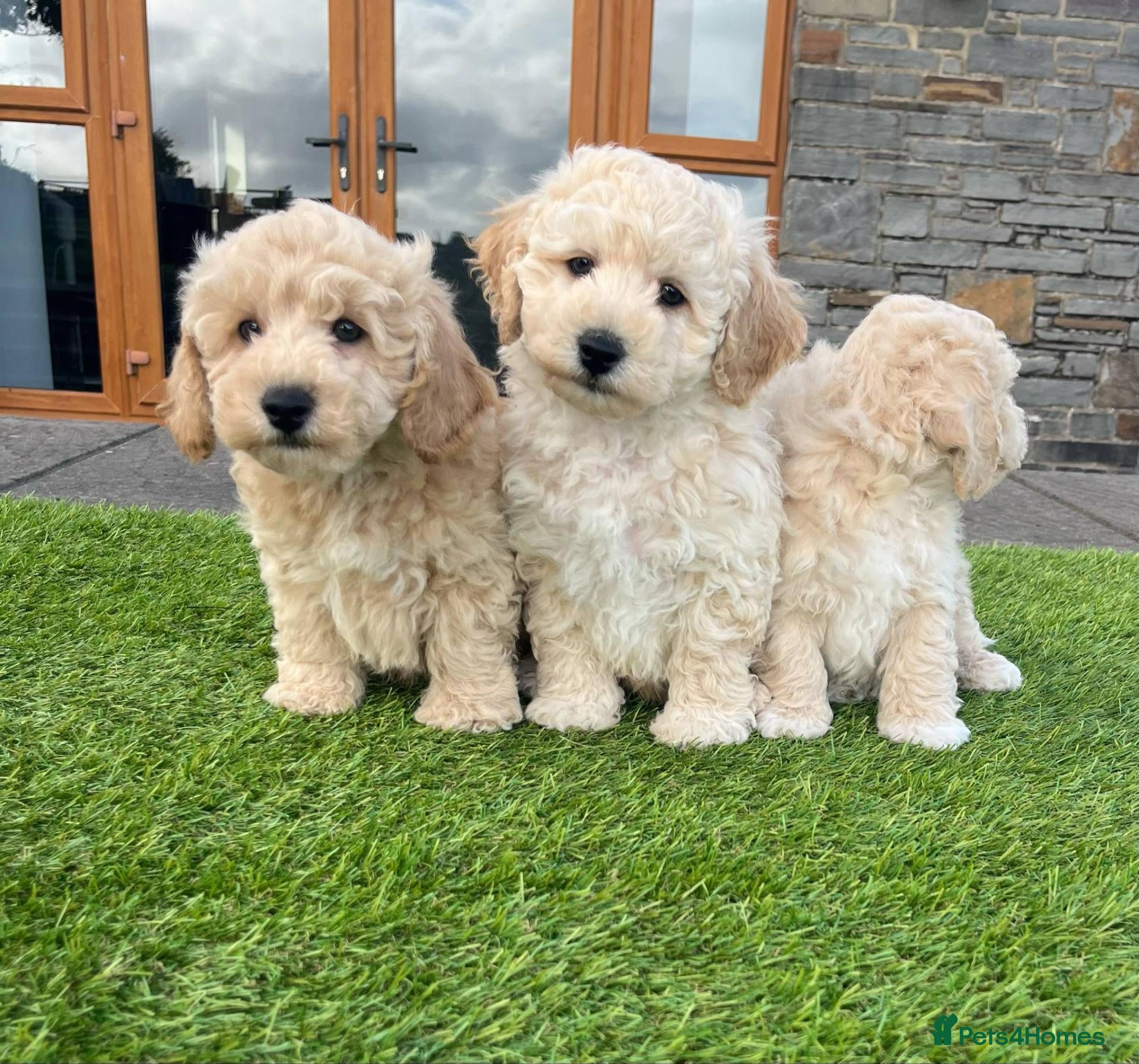 Poochon dogs Poochon Puppies - Advert 2