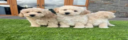 Poochon dogs for sale: Poochon Puppies - Advert 21