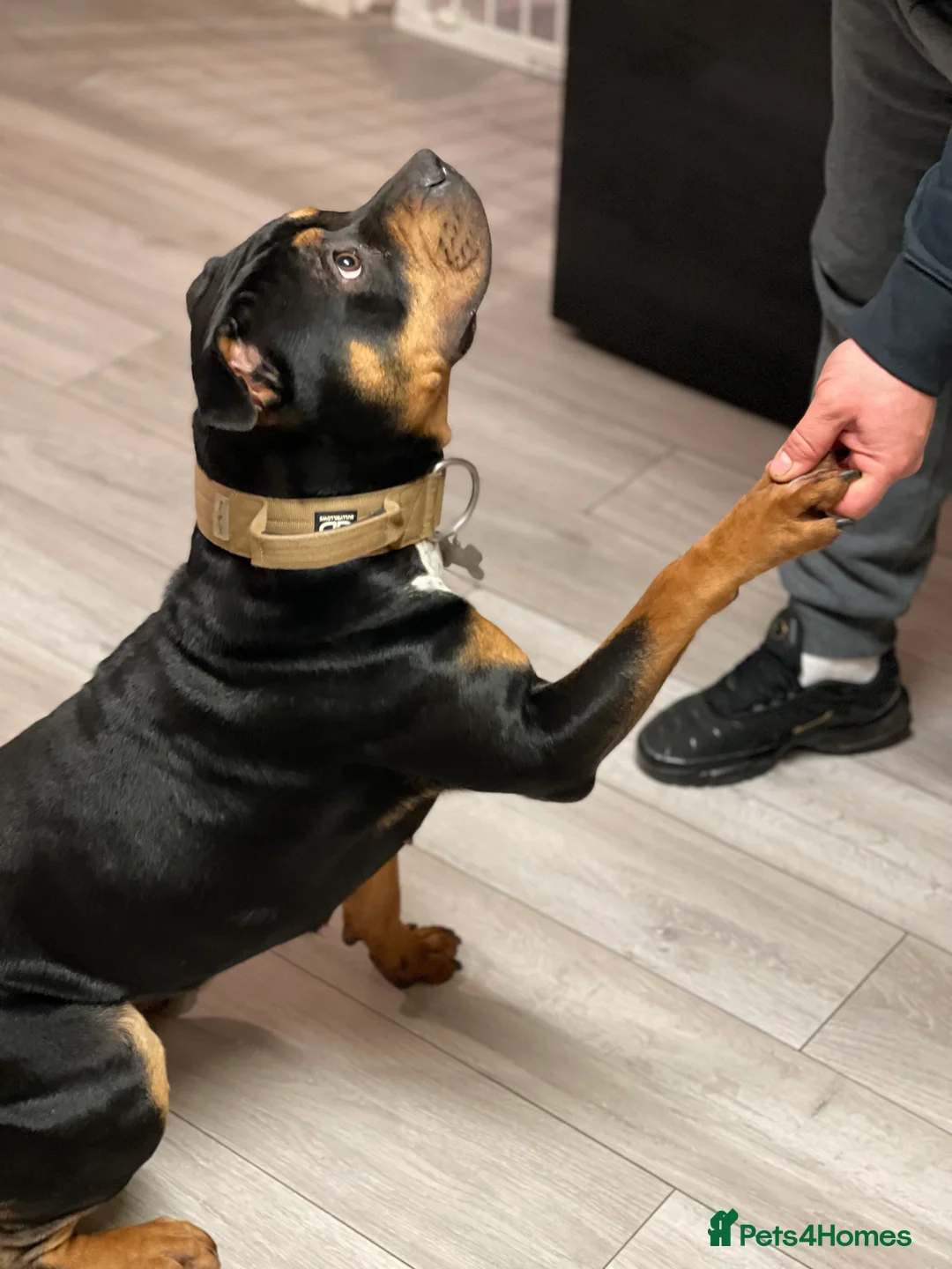 Mixed Breed dogs for sale: Beautuful bully - Advert 7