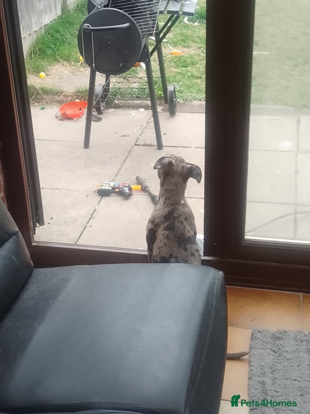 Mixed Breed dogs for sale: Stunning pup - Image 2