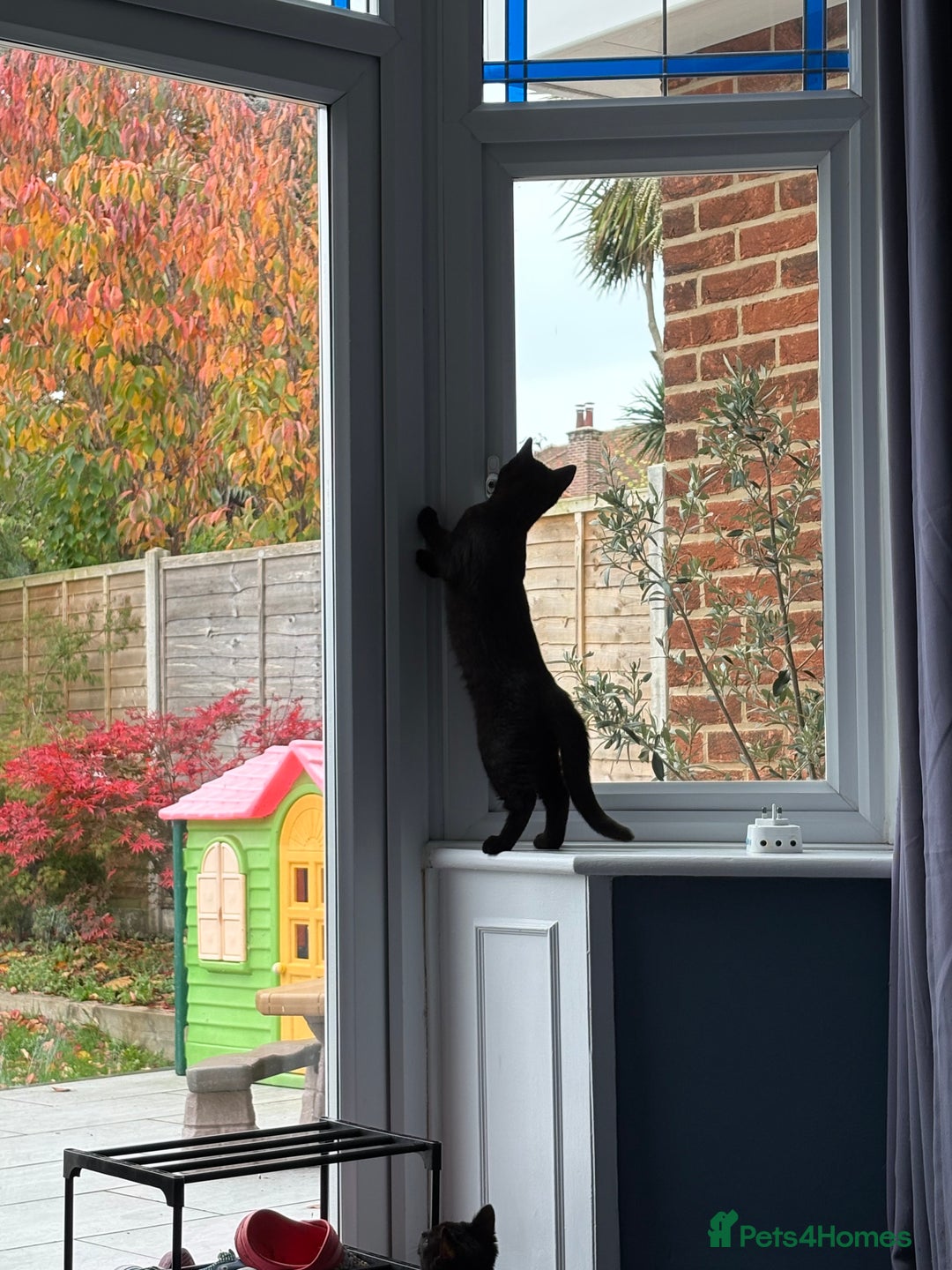 Mixed Breed cats for sale: 2 boy Kittens - Maine Coone x Russian Blue - Advert 5