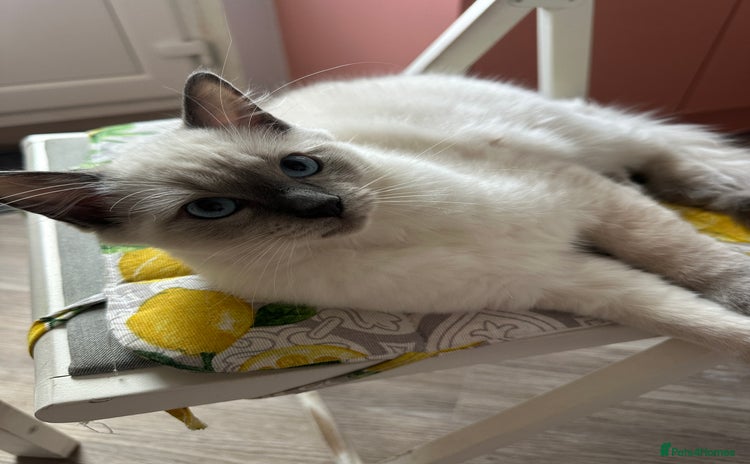 Ragdoll cats - Advert 2