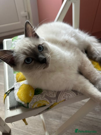 Ragdoll cats - Advert 4