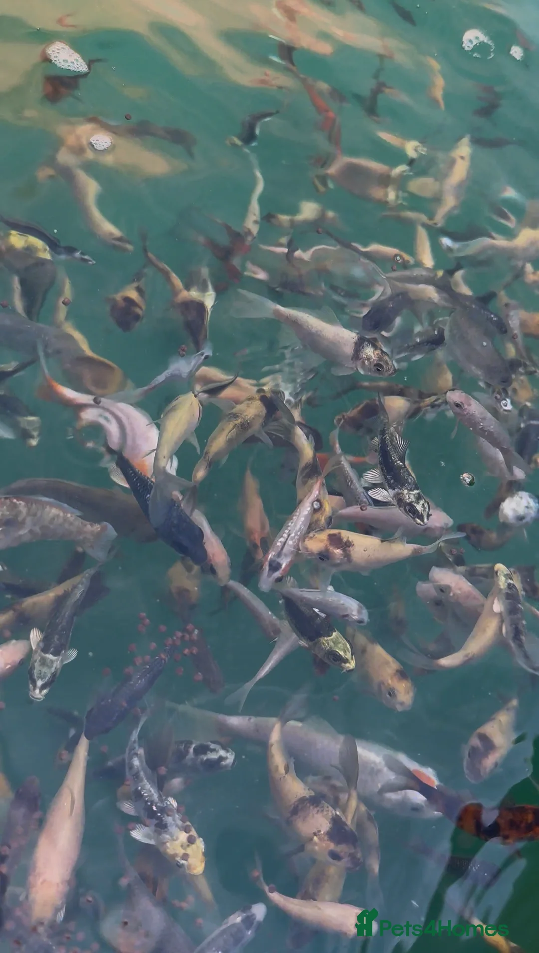 Koi Carp fish for sale: Koi carp in Nottingham - Advert 9