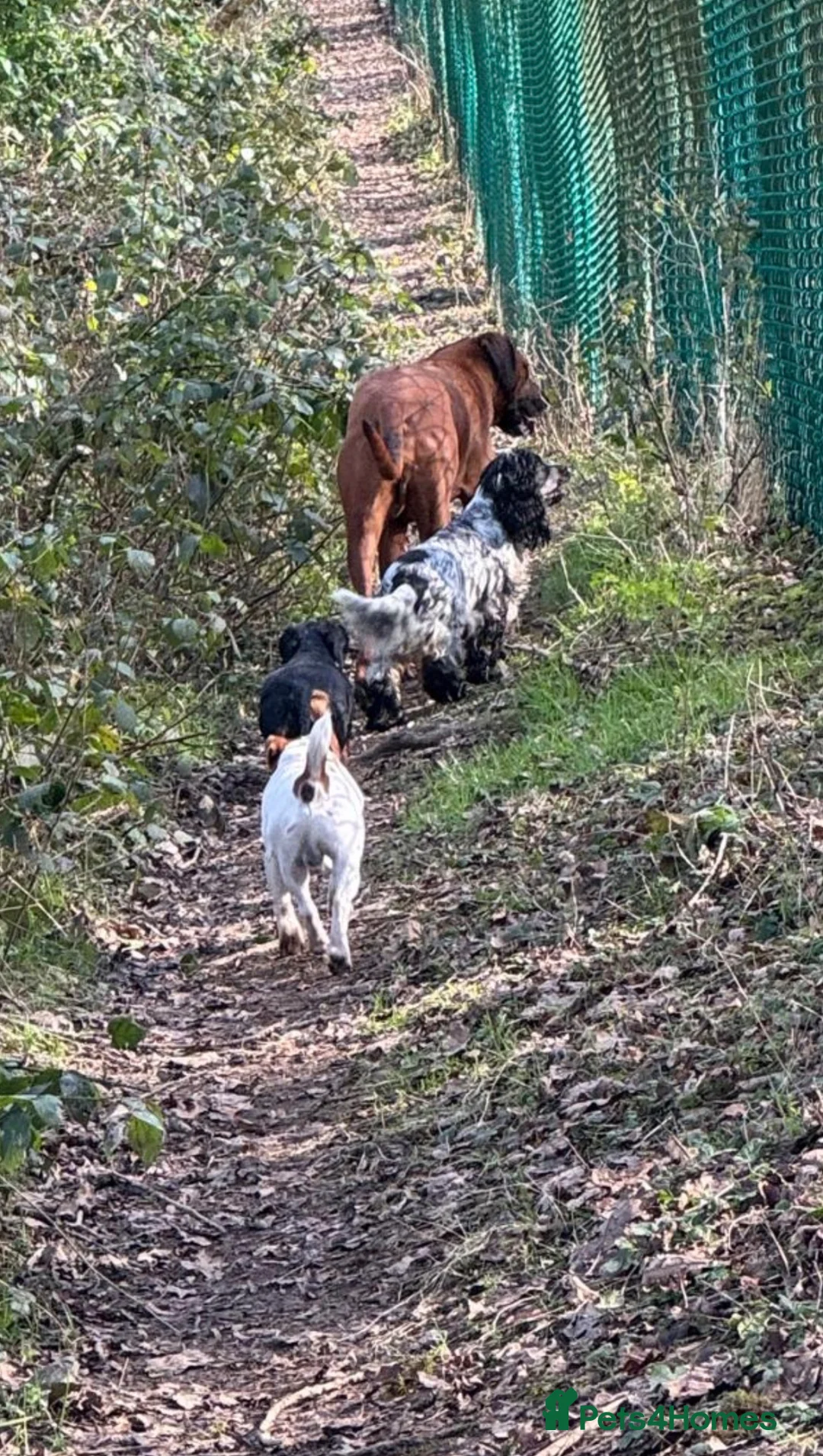 Cocker Spaniel dogs for sale: Stunning litter  - Advert 9