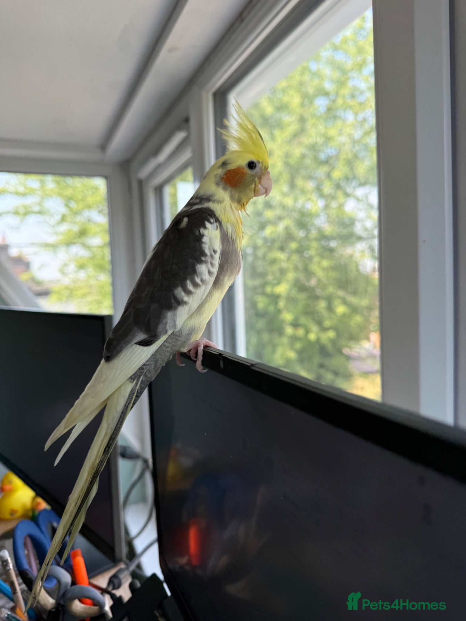 Cockatiels birds Hand-reared Male Pied Cockatiel  - Advert 1
