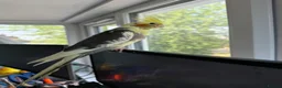 Cockatiels birds for sale: Hand-reared Male Pied Cockatiel  in Buckingham - Advert 1
