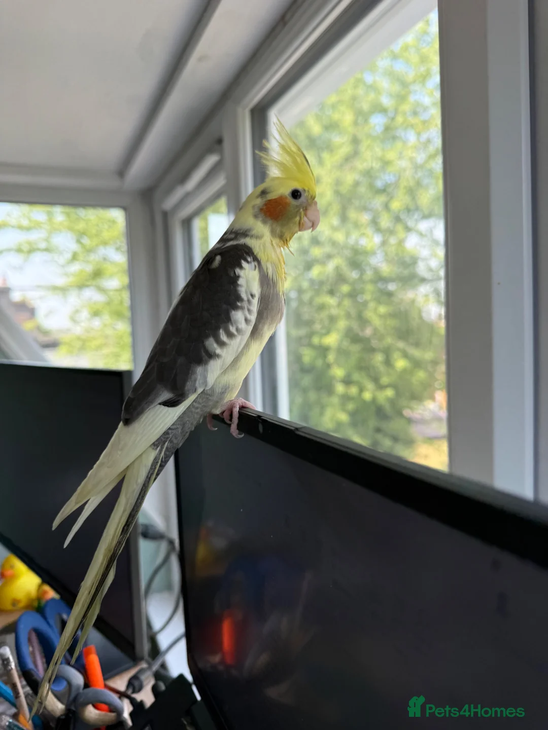 Cockatiels birds for sale: Hand-reared Male Pied Cockatiel  in Buckingham - Advert 1