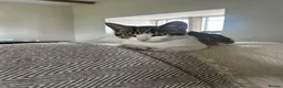 Mixed Breed cats for sale: 3 females available. Ready to leave now  in Preston - Advert 5