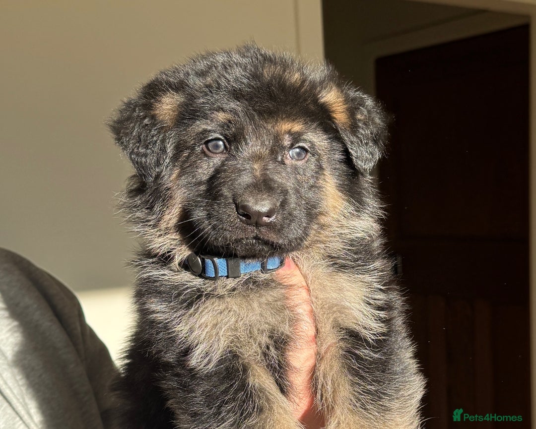 German Shepherd dogs for sale: Black & Tan GSD Puppies - Advert 8
