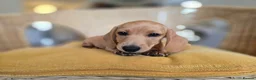 Miniature Dachshund dogs for sale: KC Registered Mini Dachshund Puppies. Rare colors - Advert 13
