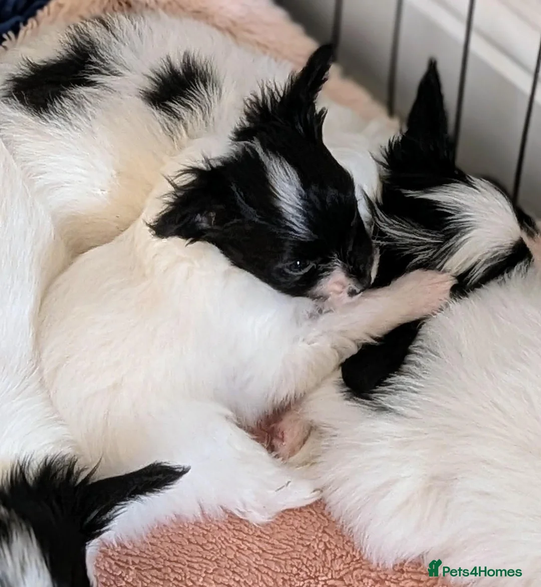 Papillon dogs for sale: Small Papillon Boy Puppy  - Advert 6