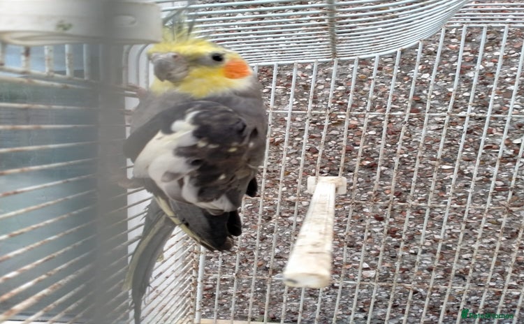Cockatiels birds - Advert 5