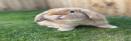 Mini Lop rabbits for sale: Gorgeous mini lop sisters in Wigan - Advert 5