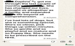 Golden Retriever dogs for sale: KC, Extensively Health tested Parents. Snow white - Image 27