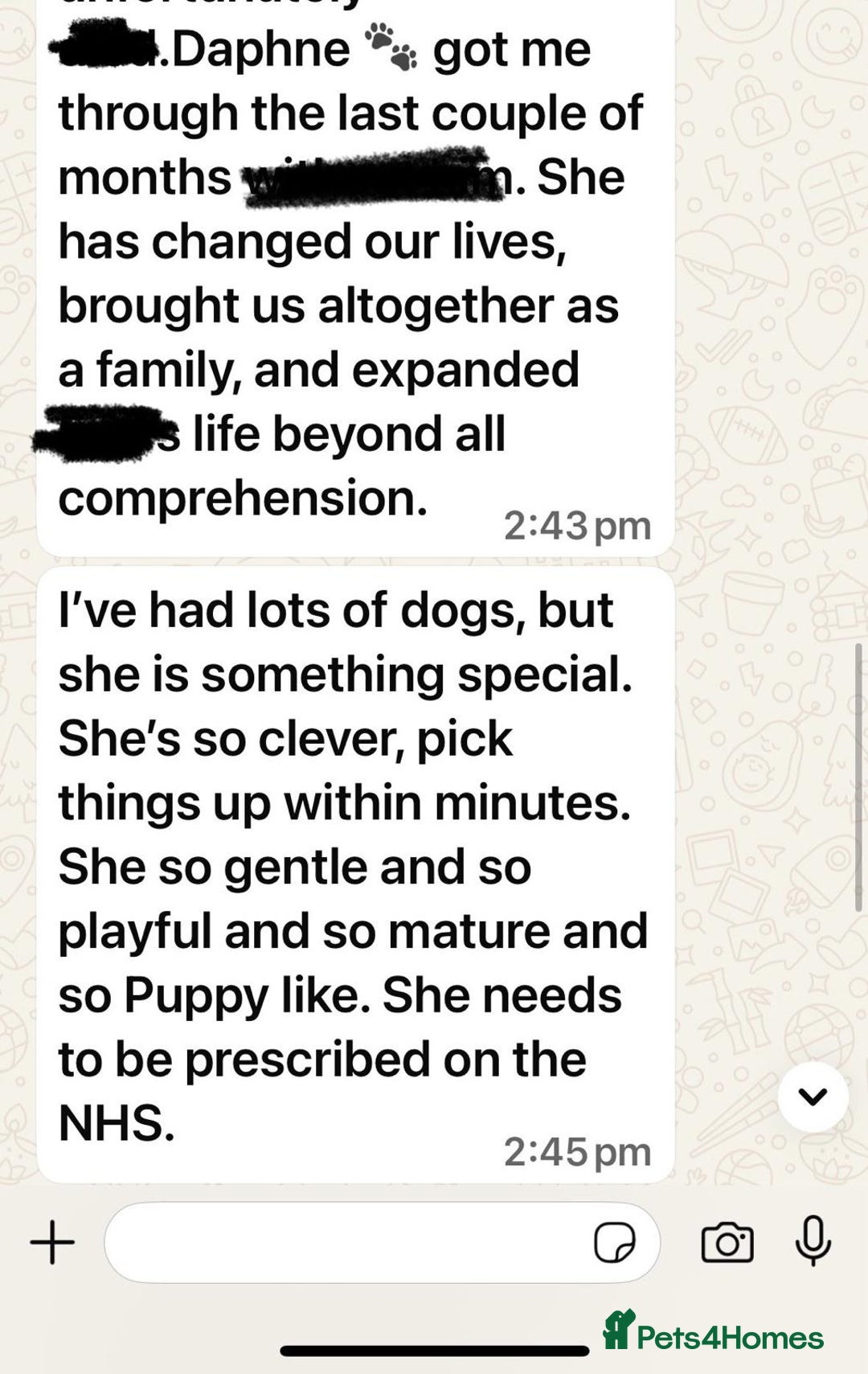 Golden Retriever dogs for sale: KC, Extensively Health tested Parents. Snow white - Image 27