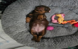 Miniature Dachshund dogs for sale: Galaxy Chocolate: Your Sweetest Adventure Awaits! - Image 16