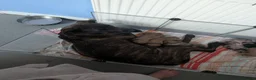 Mixed Breed dogs for sale: Mixed mastiff breed puppies in Hull - Advert 4