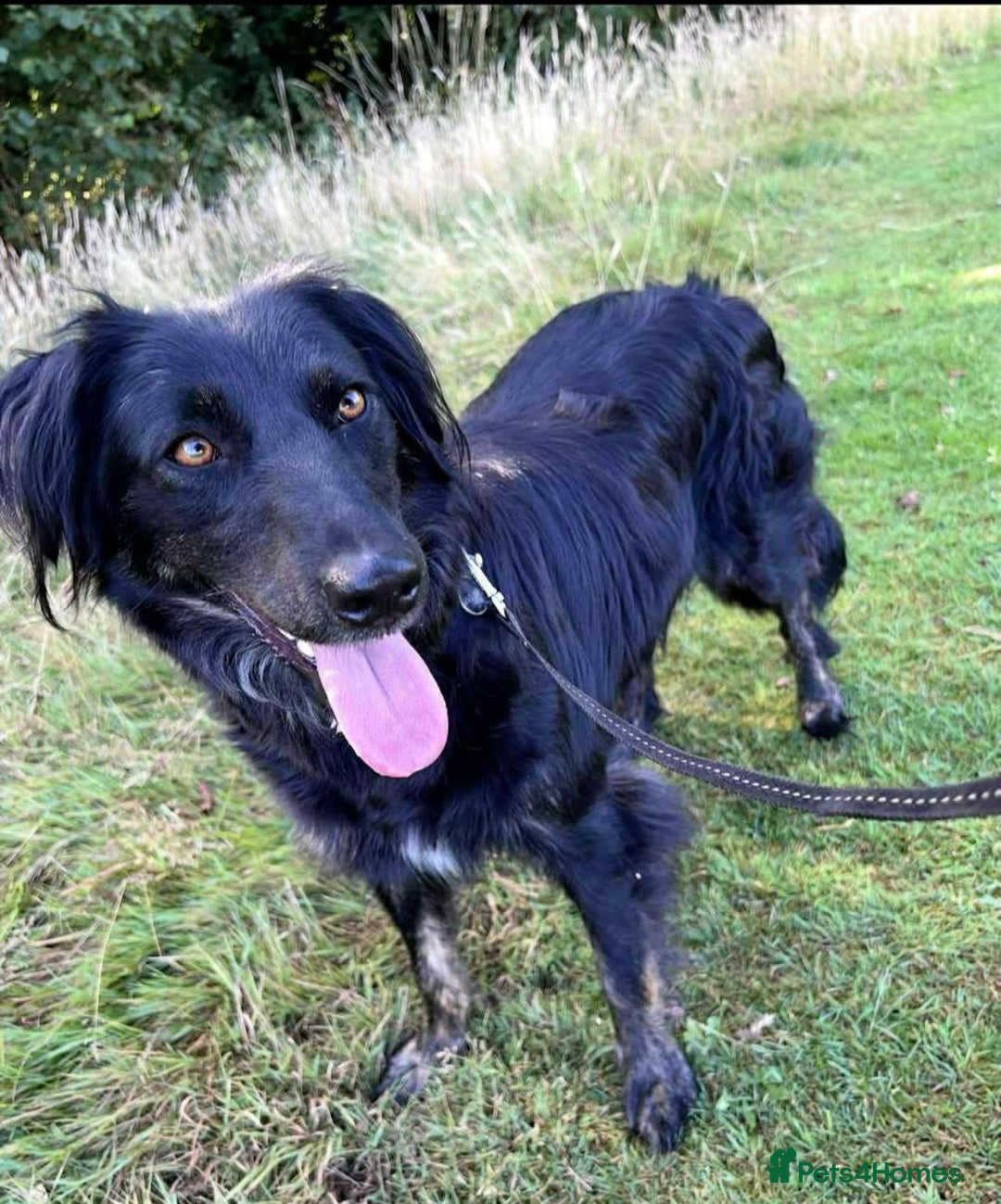 Mixed Breed dogs for adoption: Ruby – Gentle, Silly, Escape-Artist Extraordinaire - Image 9