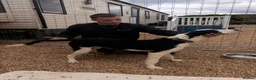 Mixed Breed dogs for sale: MALE lurcher  - Advert 9