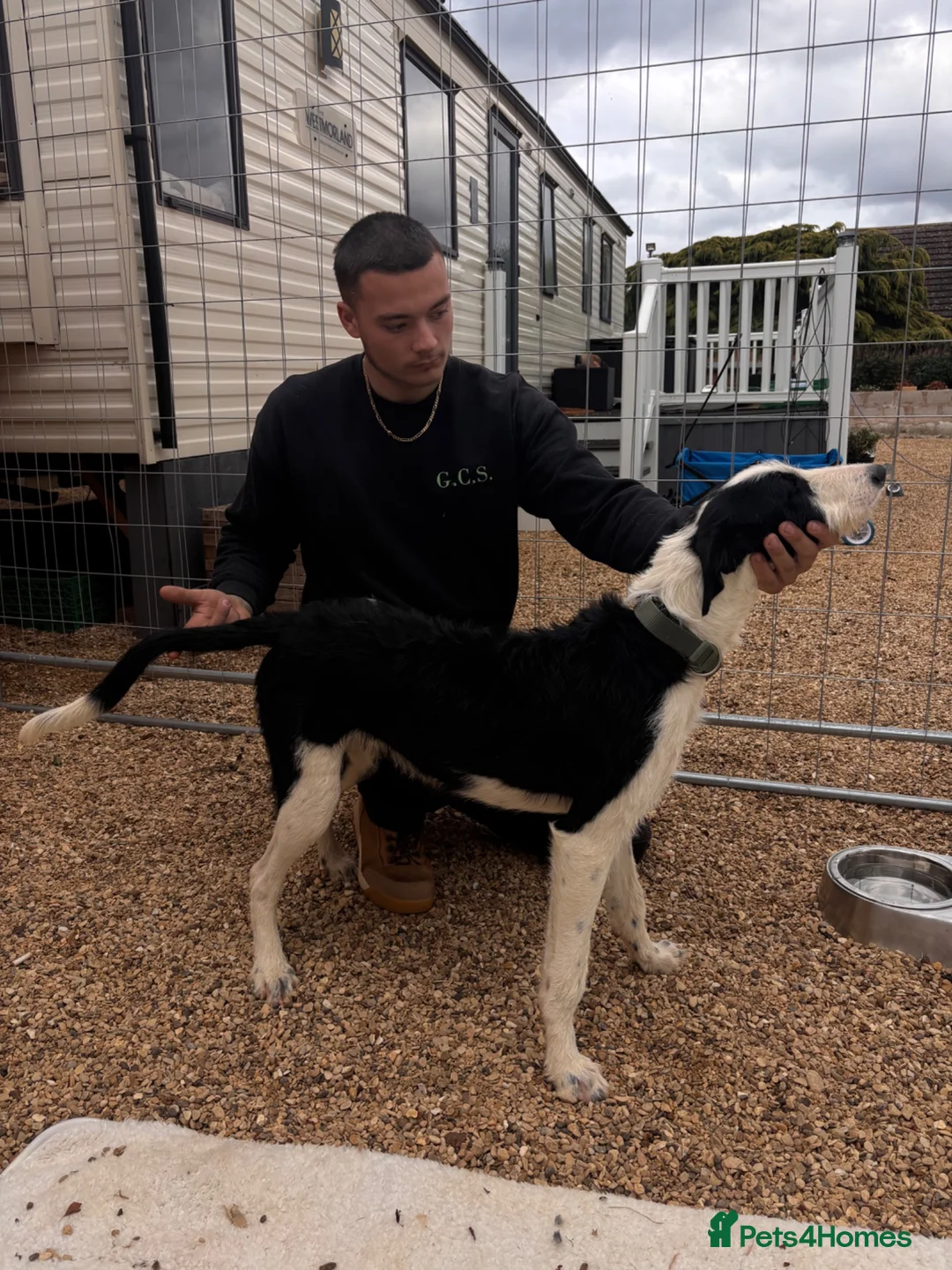 Mixed Breed dogs for sale: MALE lurcher  - Advert 9