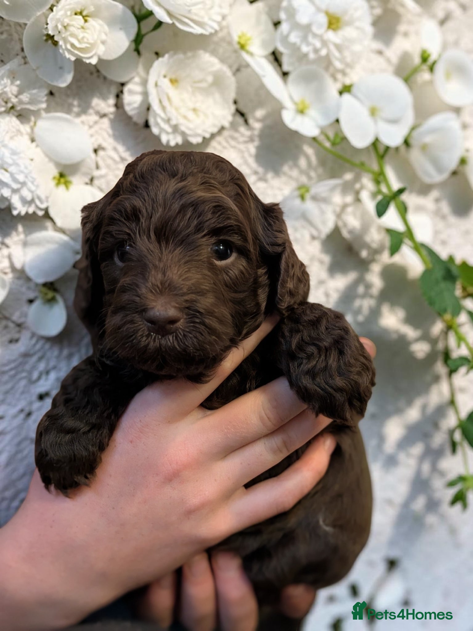 Australian Labradoodle dogs for sale: One Australian Labradoodle male puppy available  in Inverness - Advert 3