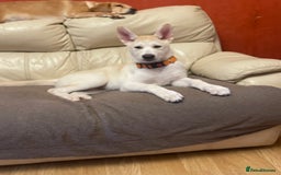 Huskita dogs for sale: Playful Huskita Puppies – Vaccinated & Ready Today - Image 9
