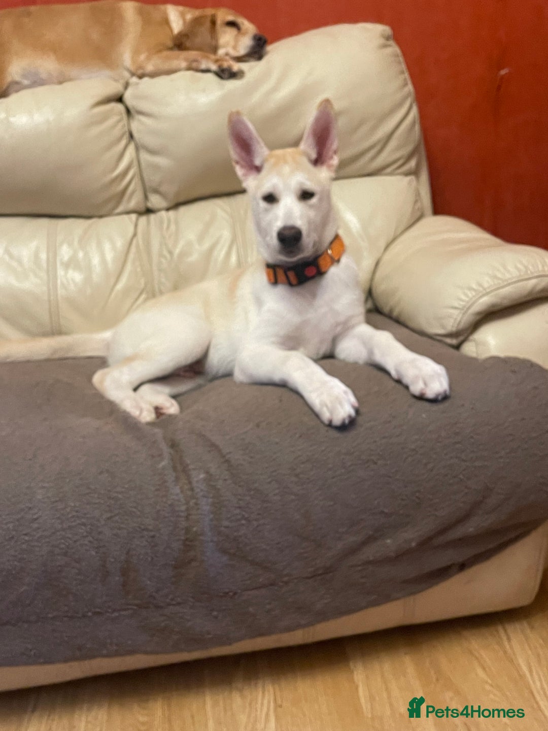 Huskita dogs for sale: Playful Huskita Puppies – Vaccinated & Ready Today - Image 9