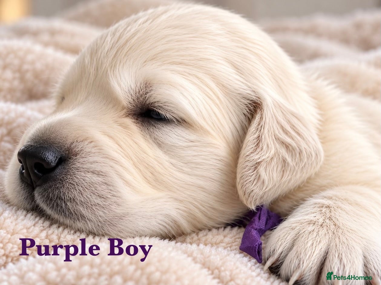 Golden Retriever dogs KC Champion line puppies from DNA tested parents  - Advert 2