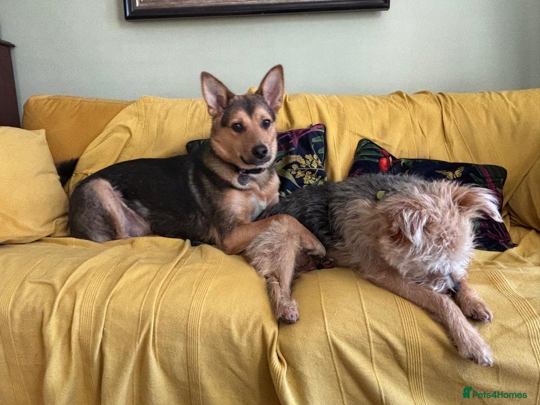 Mixed Breed dogs for adoption: Efa 🐾 would love a doggy sibling - Advert 15