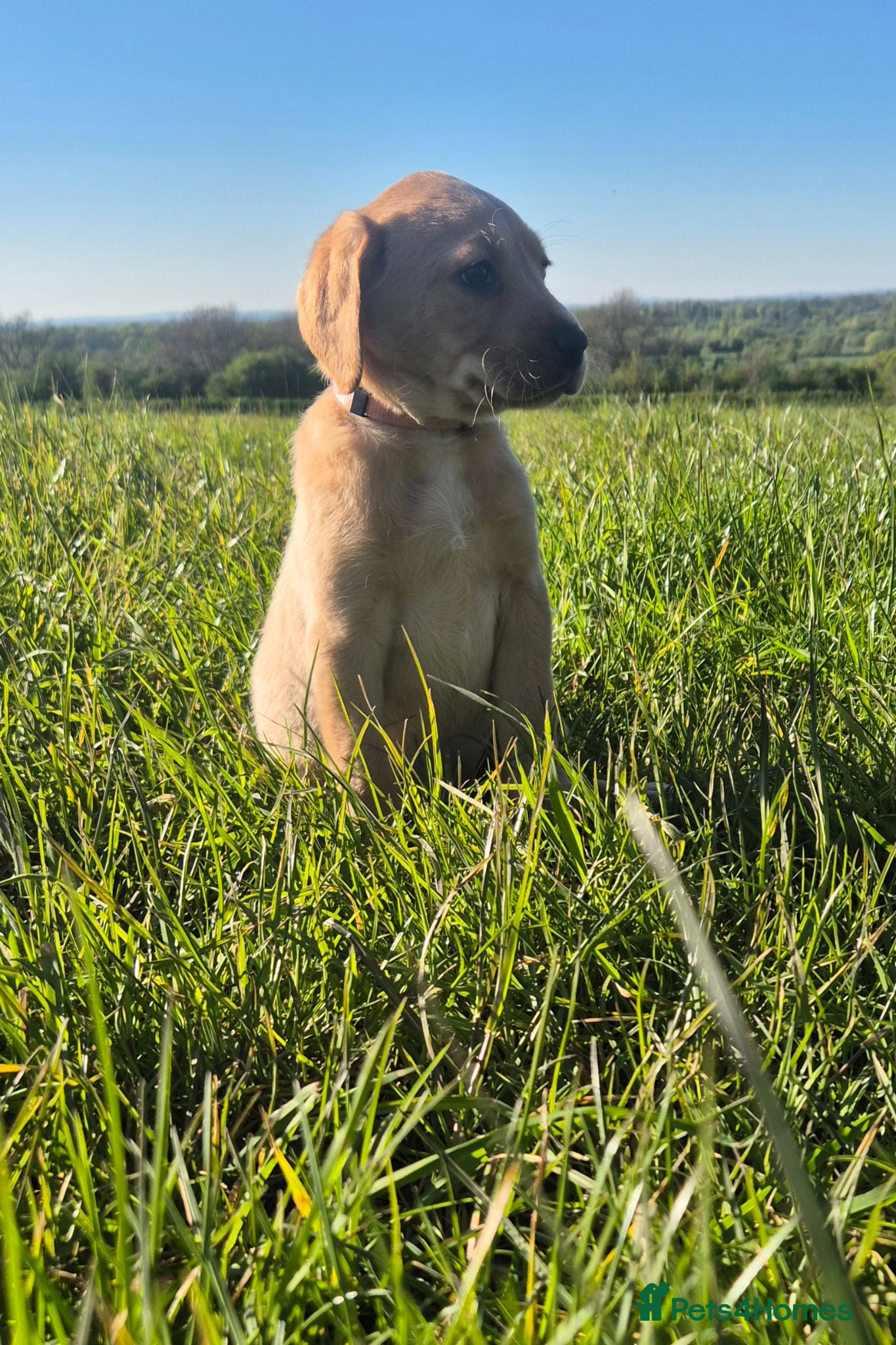 Labrador Retriever dogs Kc registered Labrador puppies  - Advert 2