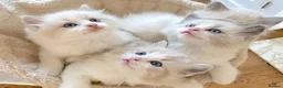 Ragdoll cats for sale: READY NOW *** INDOOR FULL PEDIGREE RAGDOLL KITTENS - Advert 4
