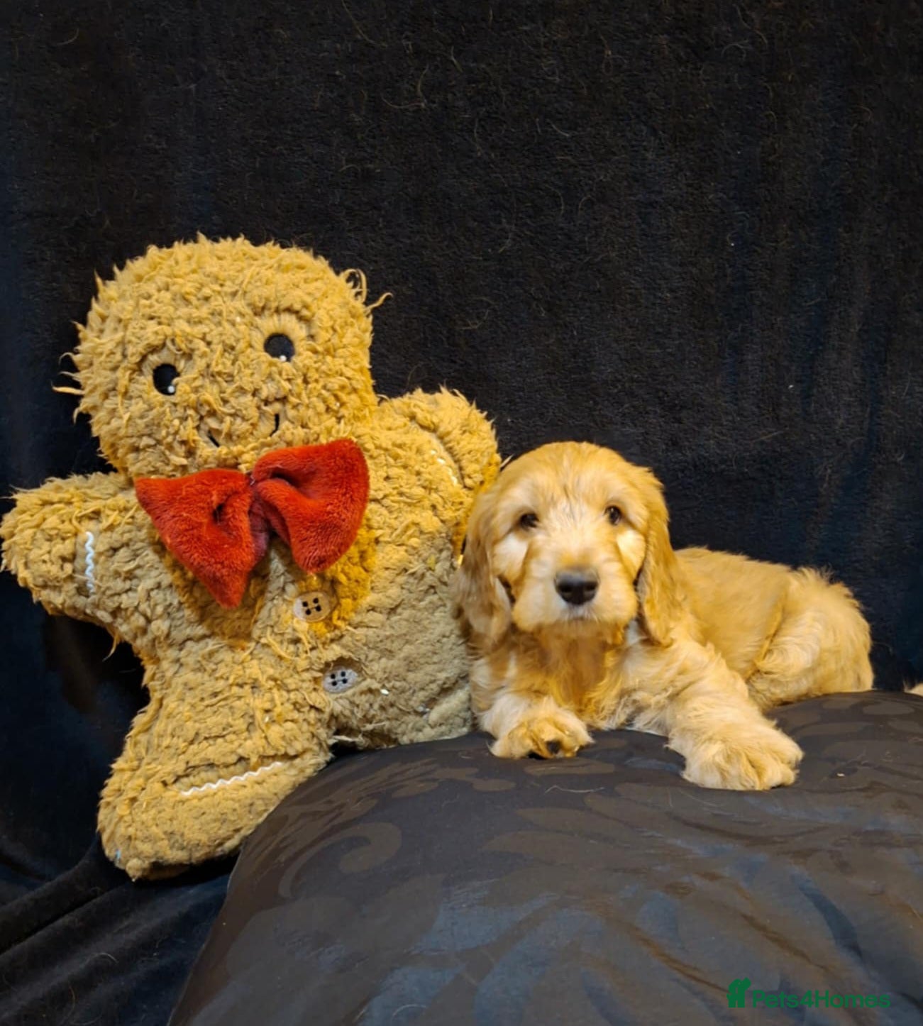 Mixed Breed dogs Australian Labradoodle💙 MEDIUM SIZE  - Advert 14
