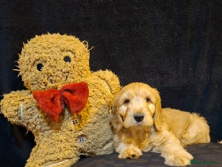 Mixed Breed dogs Australian Labradoodle💙 MEDIUM SIZE - Advert 3