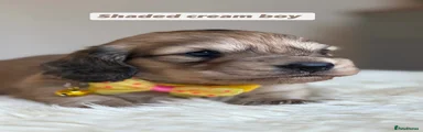 Miniature Dachshund 1