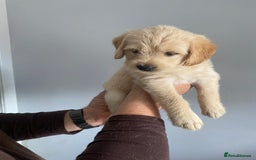 Labradoodle dogs for sale: Labradoodle puppies for sale £600-£750 - Image 7