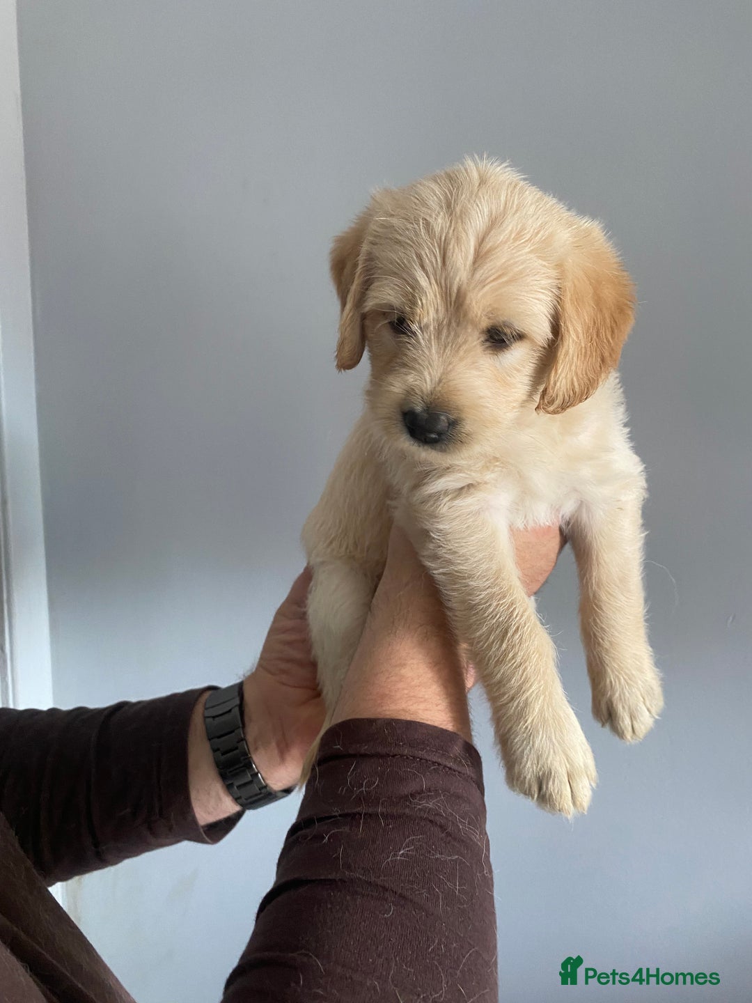 Labradoodle dogs for sale: Labradoodle puppies for sale £600-£750 - Image 7