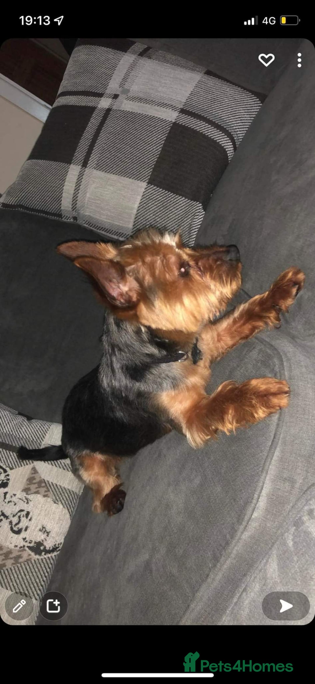 Yorkshire Terrier dogs for sale: Miniature Yorkshire Terrier  - Advert 8