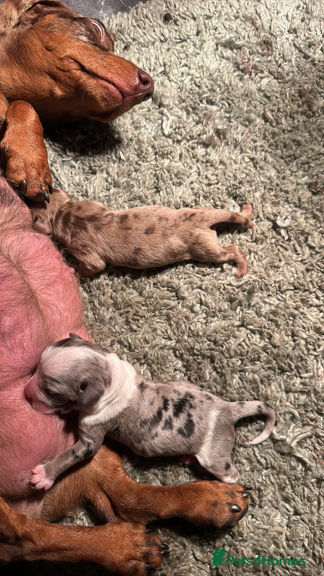 Mixed Breed dogs for sale: Miniature dockers ( mini dachshundxcocker spaniel - Advert 14