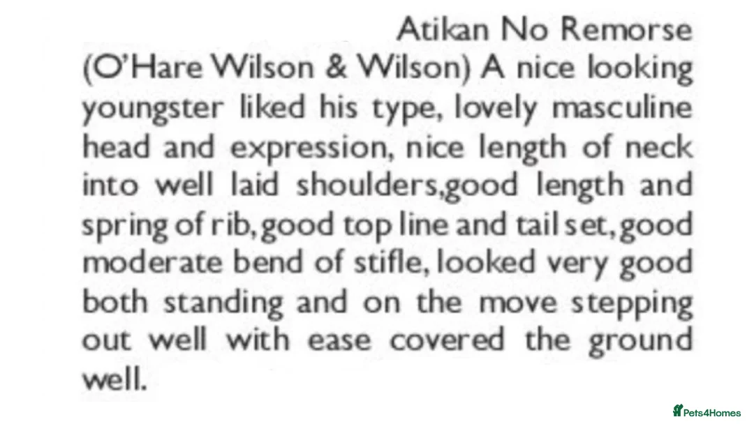 Miniature Dachshund dogs for stud: Crufts Qualified (for life) Silver Dapple  in Dalry - Advert 3