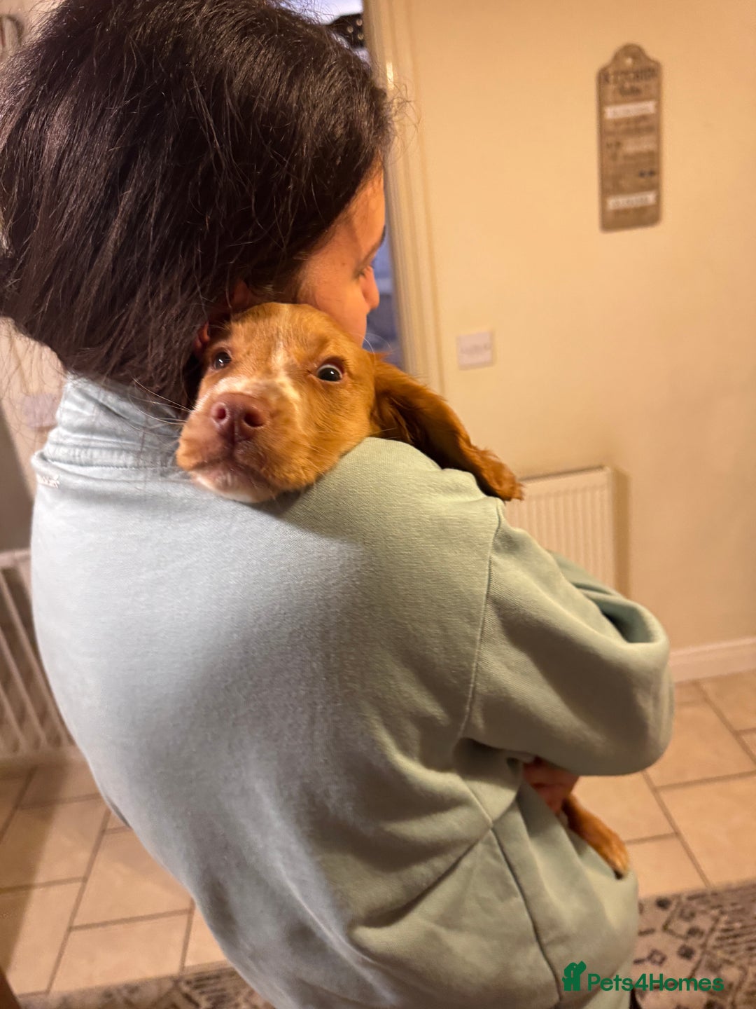 Cocker Spaniel dogs for sale: Cocker spaniel puppy - Advert 4