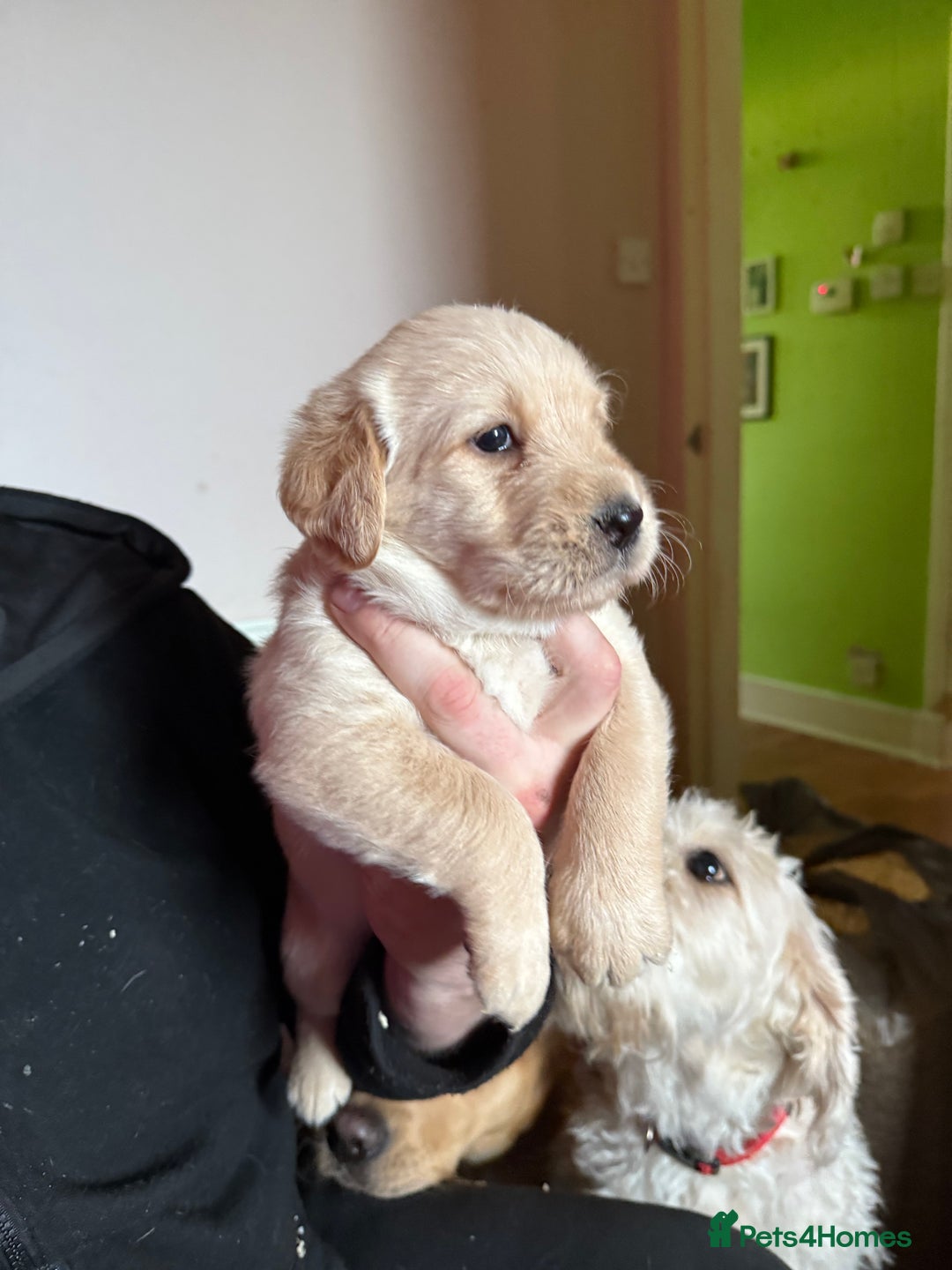 Labradoodle dogs for sale: Labradoodle  - Advert 8