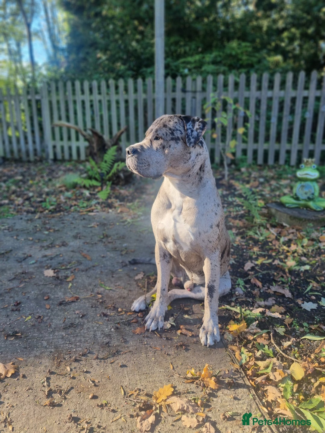 Mixed Breed dogs for sale: 14 month merle mastiff  - Advert 8