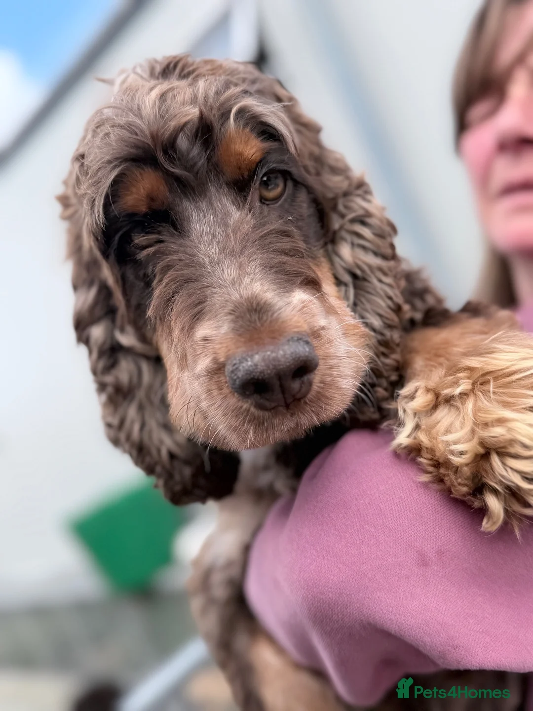 Cockapoo dogs for sale: F1 cockapoo puppies  - Advert 1