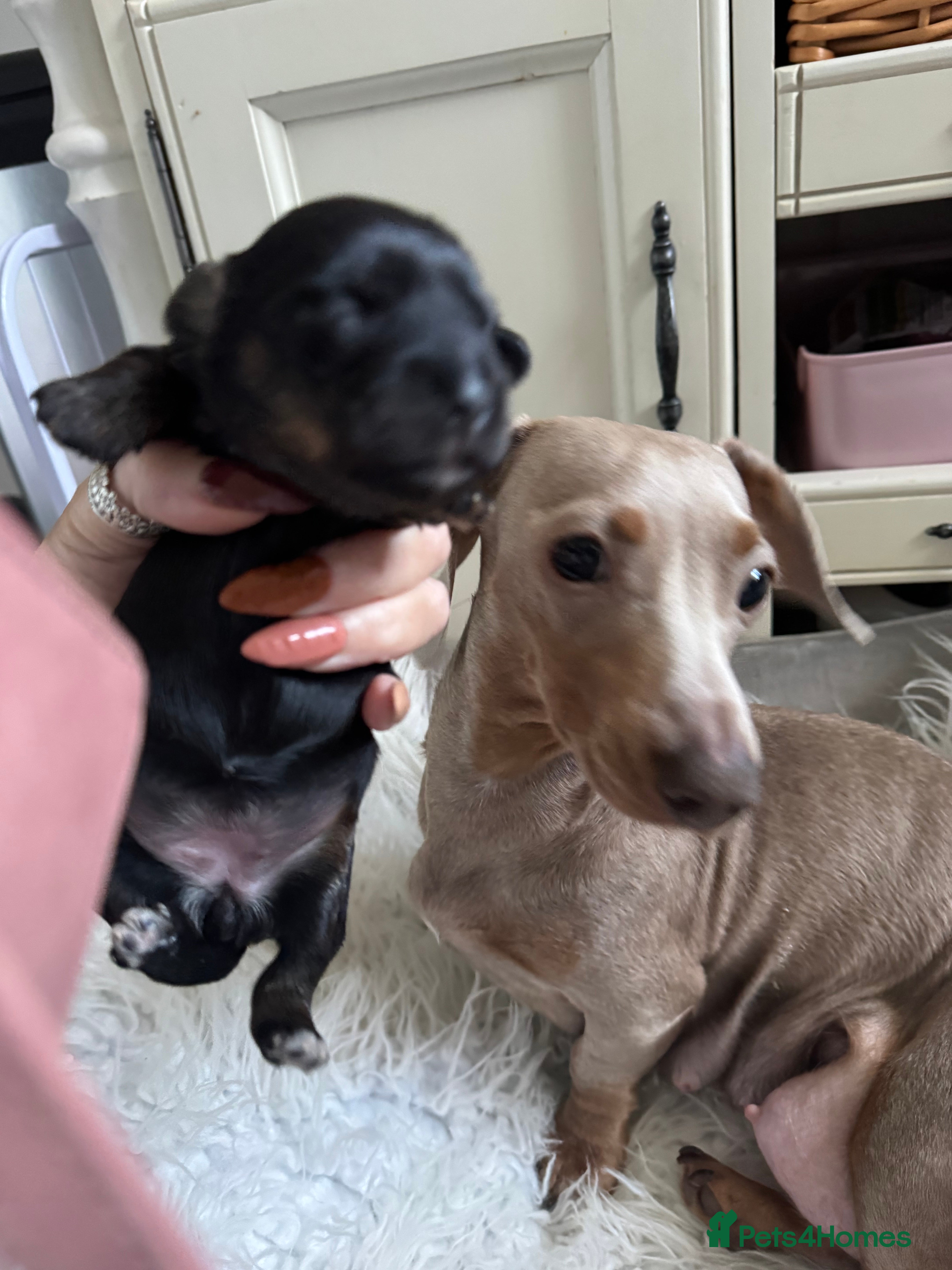 Mixed Breed dogs Miniature dachshund x Chinese crested  - Advert 1