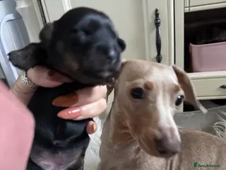 Mixed Breed dogs Miniature dachshund x Chinese crested - Advert 6