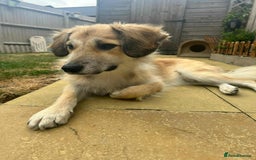 Mixed Breed dogs for adoption: 🐻Teddy🐻 for adoption, fostered in HAMPSHIRE - Image 2