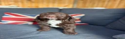 Cockapoo dogs for sale: Italian Cockerpoos - Advert 7